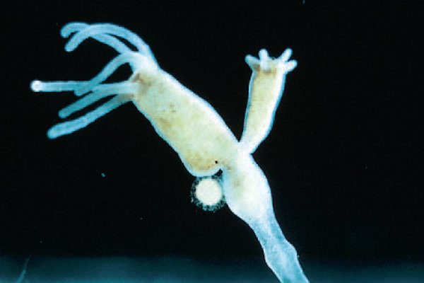 Kraken супернет что это