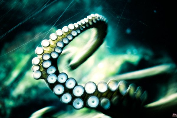 Как найти kraken