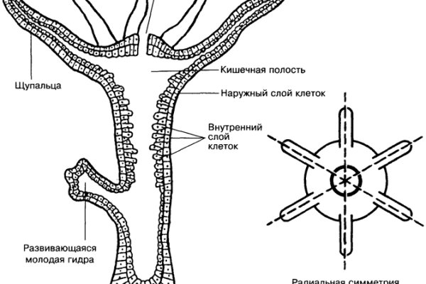Kraken зеркало krakens13 at