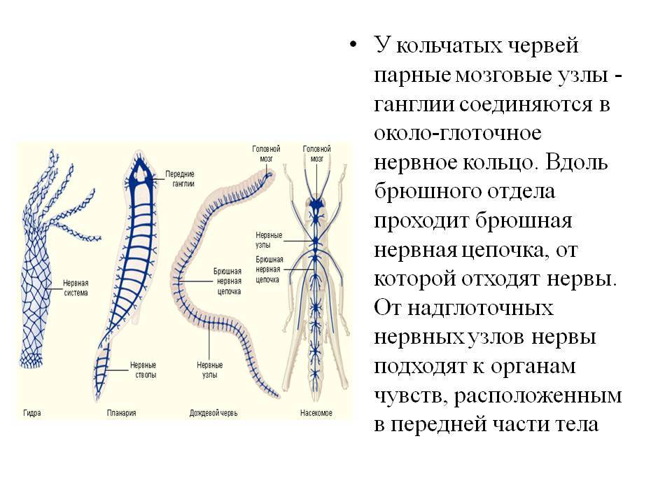 Кракен сс